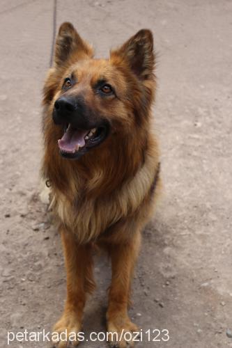 paşa Erkek Alman Çoban Köpeği