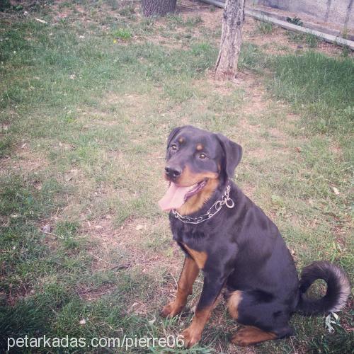 pierre Erkek Rottweiler