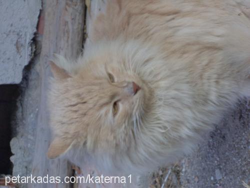 aslan Erkek Ankara Kedisi (Angora)