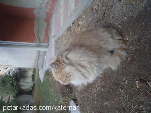 aslan Erkek Ankara Kedisi (Angora)