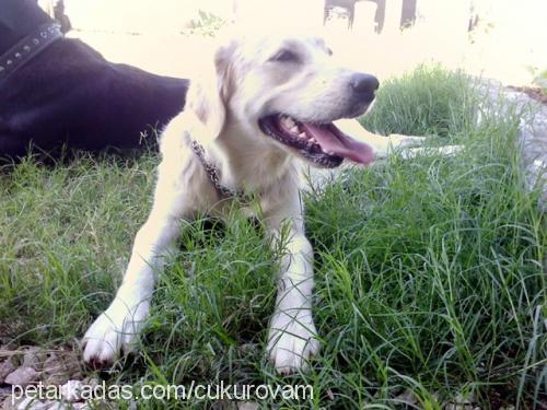 hera Dişi Golden Retriever