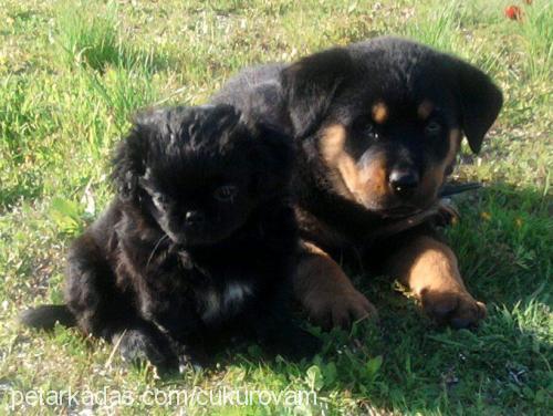 Şiva Dişi Tibetli Spaniel