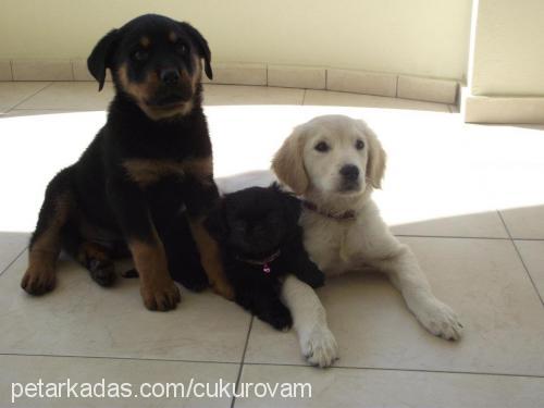 Şiva Dişi Tibetli Spaniel