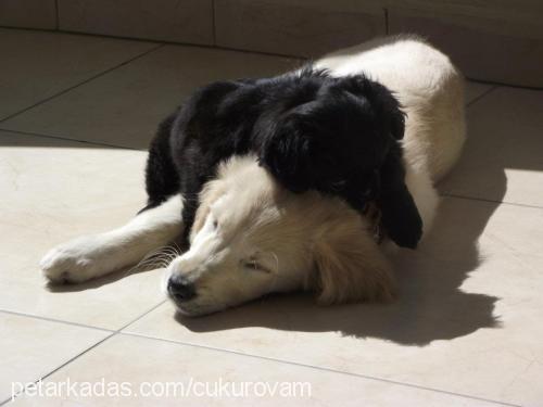 Şiva Dişi Tibetli Spaniel