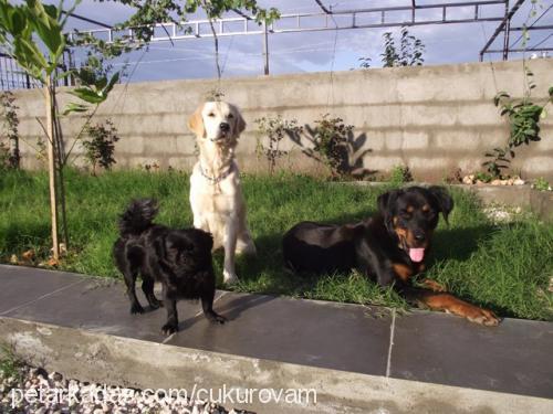 Şiva Dişi Tibetli Spaniel