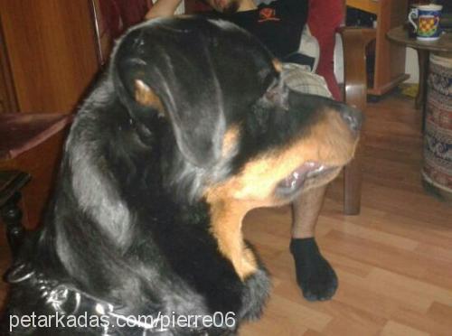 pierre Erkek Rottweiler