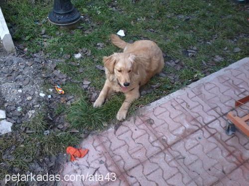 linda Dişi Golden Retriever