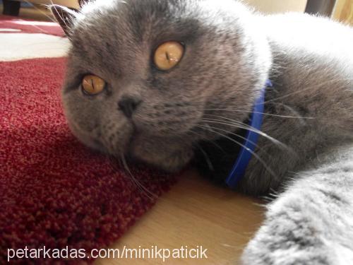 duman Erkek British Shorthair