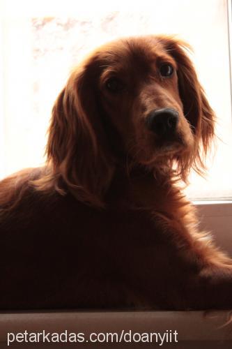 viski Erkek İngiliz Cocker Spaniel