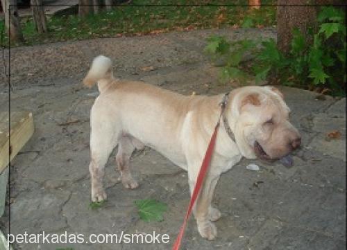 smoke Erkek Çin Shar-Pei