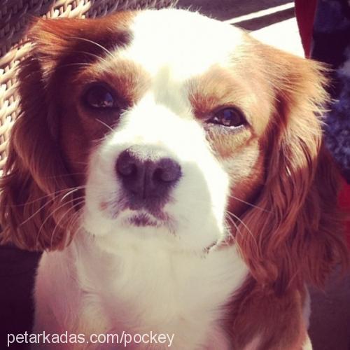 paşa Erkek Cavalier King Charles Spanieli