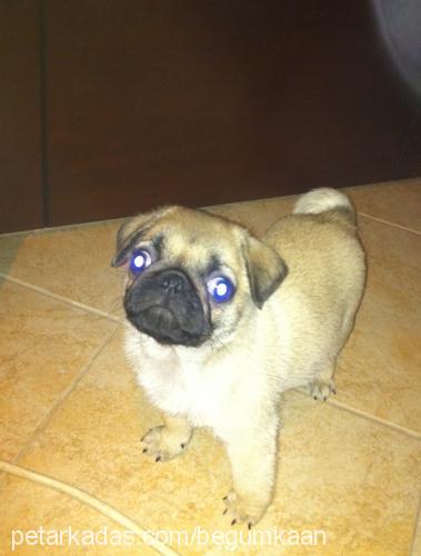 jack Erkek Pug