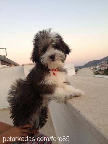 minik Dişi Bichon Havanese