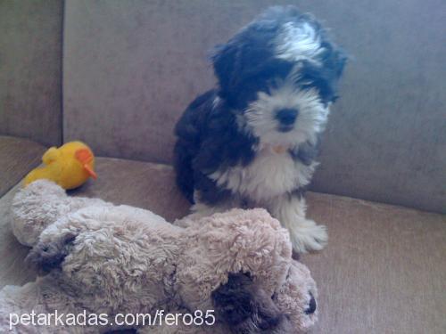 minik Dişi Bichon Havanese