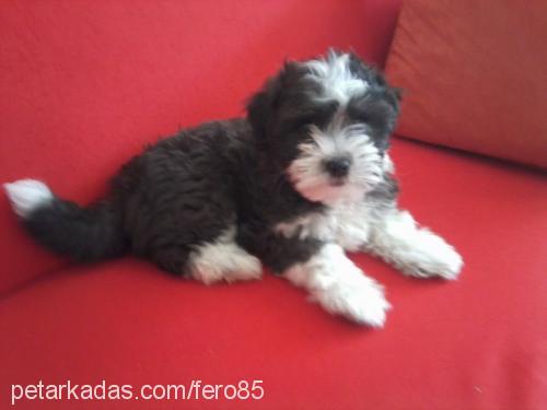 minik Dişi Bichon Havanese