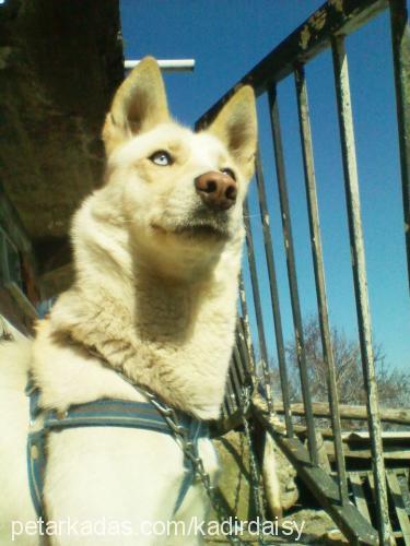 daisy Dişi Sibirya Kurdu (Husky)