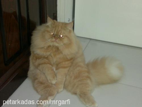 garfİ Erkek İran Kedisi