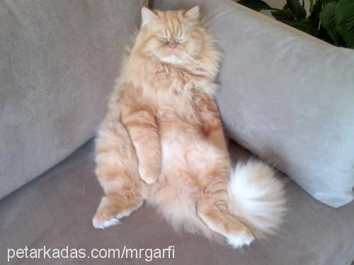 garfİ Erkek İran Kedisi