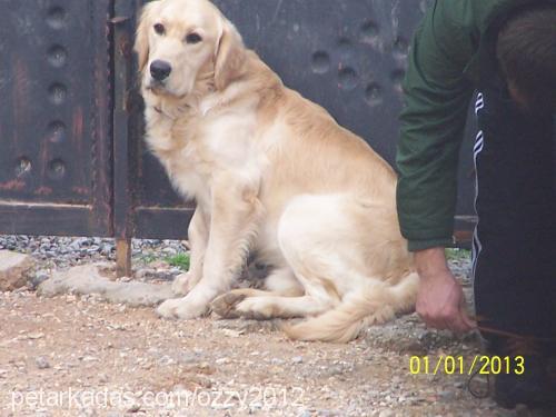 ozzy Erkek Golden Retriever