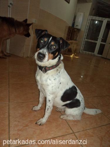 snoppy Dişi Jack Russell Terrier