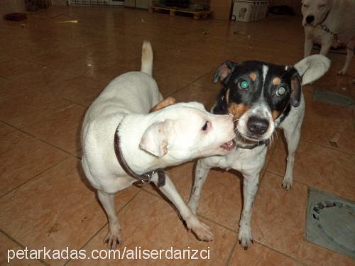 snoppy Dişi Jack Russell Terrier