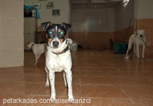 snoppy Dişi Jack Russell Terrier