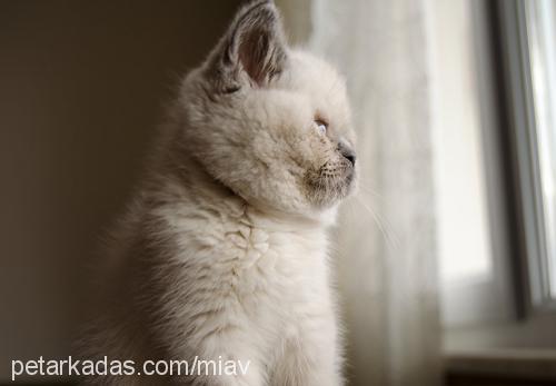 mia Dişi Exotic Shorthair