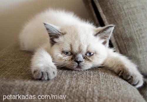 mia Dişi Exotic Shorthair