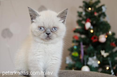 mia Dişi Exotic Shorthair