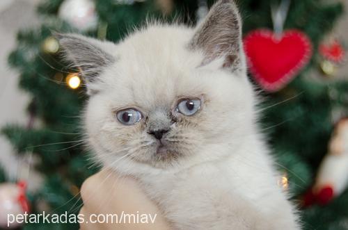 mia Dişi Exotic Shorthair