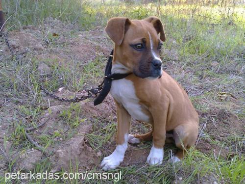 rıfkı Erkek Boxer