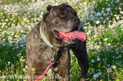 canero Erkek Cane Corso Italiano