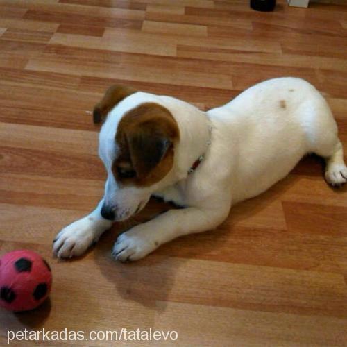 cookie Dişi Jack Russell Terrier