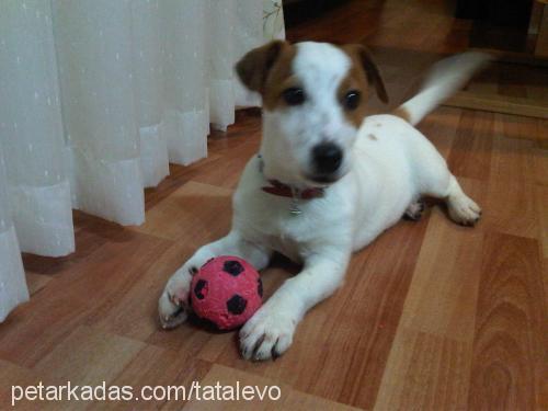 cookie Dişi Jack Russell Terrier