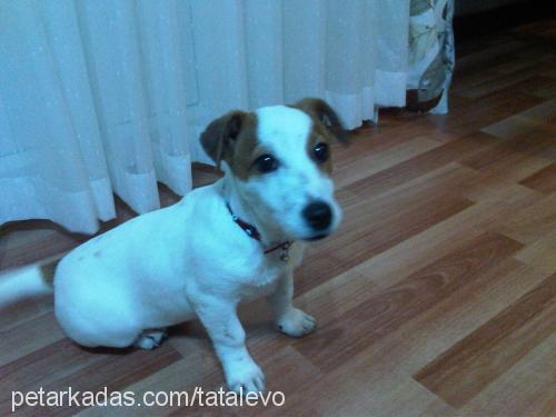 cookie Dişi Jack Russell Terrier