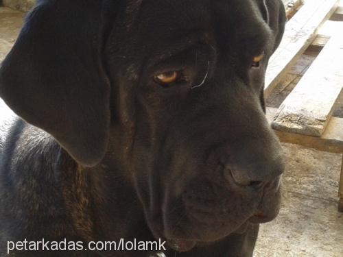 jade Dişi Napoliten Mastiff