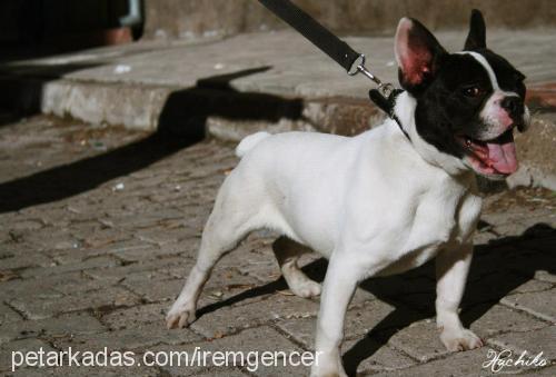 hachiko Erkek Fransız Bulldog