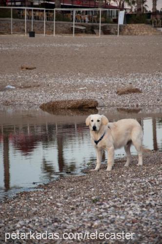 maylo Erkek Golden Retriever