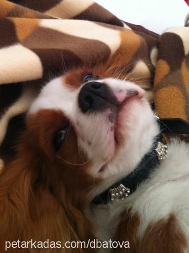 max Erkek Cavalier King Charles Spanieli