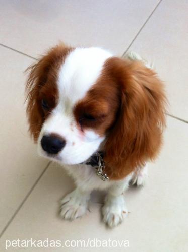 max Erkek Cavalier King Charles Spanieli