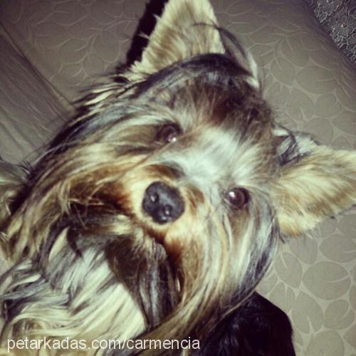 theodore Erkek Yorkshire Terrier