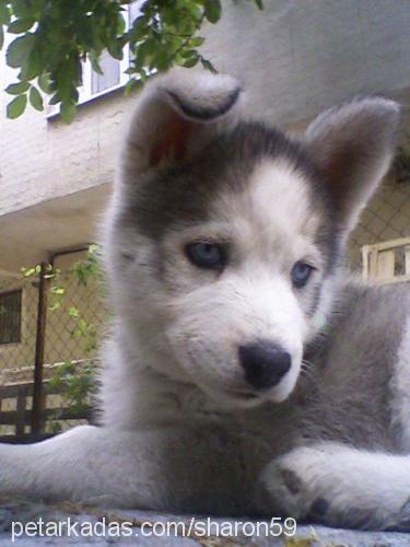 sharon Dişi Sibirya Kurdu (Husky)