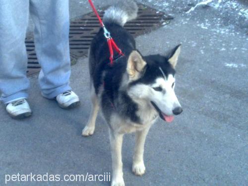 arçi Dişi Alaskan Malamute