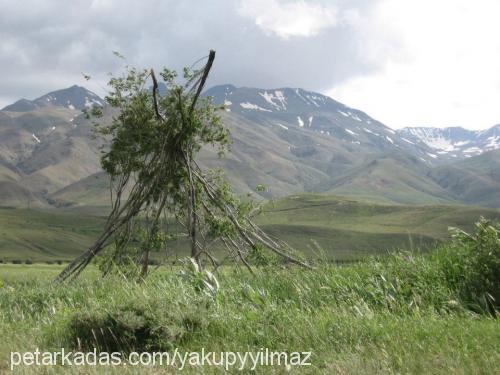 ateş Dişi Sibirya Kurdu (Husky)