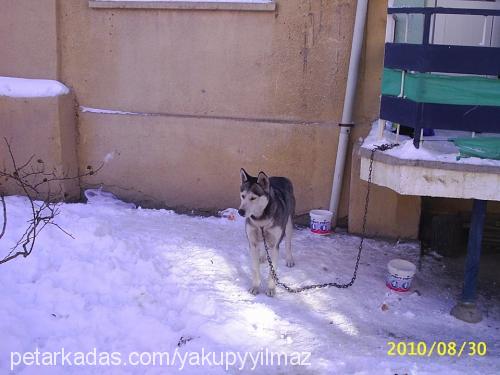 ateş Dişi Sibirya Kurdu (Husky)