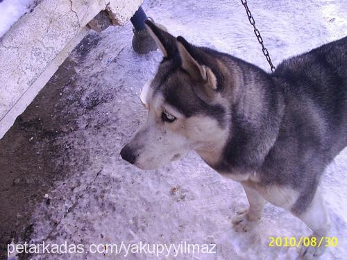 ateş Dişi Sibirya Kurdu (Husky)