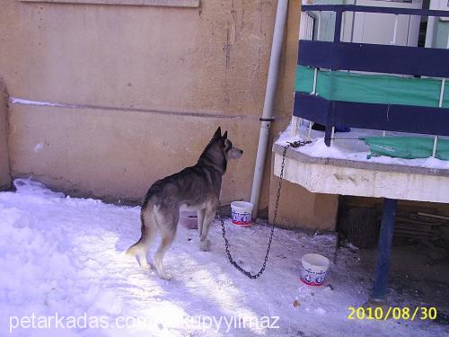 ateş Dişi Sibirya Kurdu (Husky)