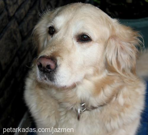 pamuk Dişi Golden Retriever