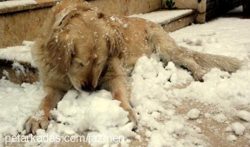 pamuk Dişi Golden Retriever