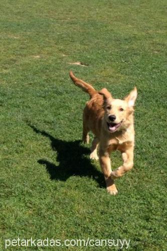 paŞa Erkek Golden Retriever